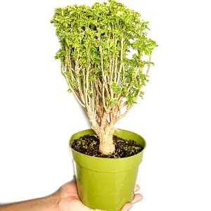 6" Variegated Ming Aralia Tree, Golden Ming, Beginner Friendly Live Houseplant, Indoor Plant
