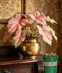 “Pink Bubble Caladium Plant – Colorful Indoor & Outdoor Foliage, Patio & Garden Decor, Easy Care Tropical Plant”