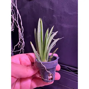 Orchid - Tolumnia “Jairak Rainbow”