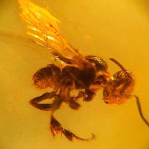 amberbugs