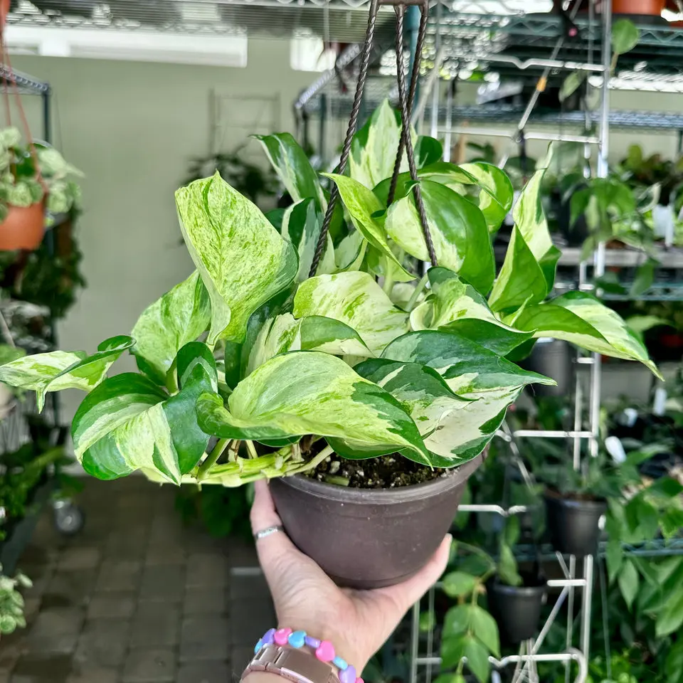 Manjula Pothos, lush indoor hanging, trailing plant - 8” pot
