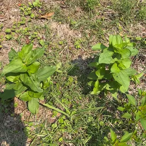 Zinnia Seeds - Pure Seeds - No Filler - USA Heirloom Flower Seeds