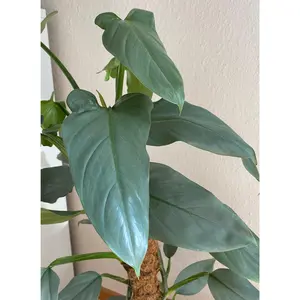 Philodendron hastatum Silver Sword
