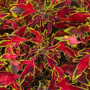 ColorBlaze® Mini Me™ Watermelon Coleus