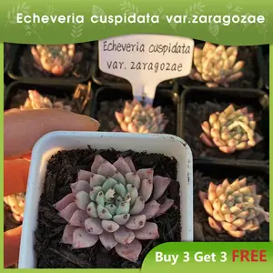Echeveria cuspidata var. zaragozae-Fireball Echeveria, 2-inch Live Succulent, Low Maintenance, Exceptional Colors & Textures.