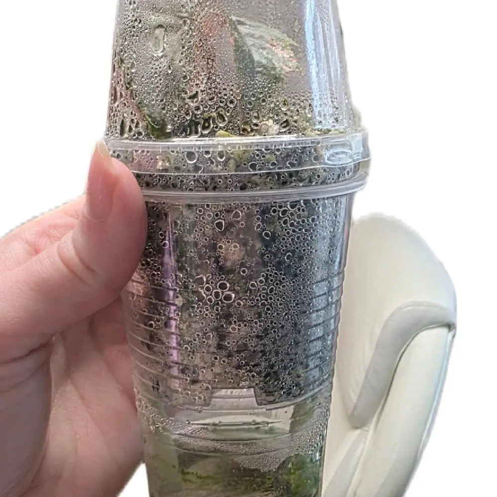Clear Tissue Culture Acclimation Cups with Cotton Wick Disposable Plastic Glasses for Self-Watering & Healthy Root Development Hydration Moisture Grow Hydroponics