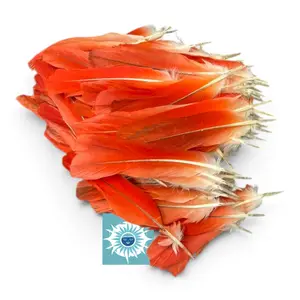African Grey Parrot Red Feather, Pluma Roja de Loro Africano, Cleansing & Spiritual Energy Enhancement