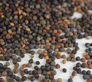 Broccoli Seeds