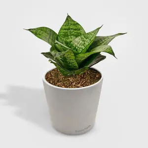 Snake Plant Black Robusta