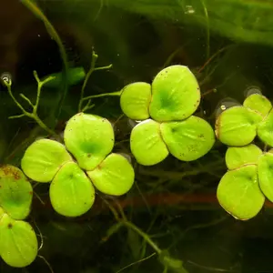 Giant Duckweed (Spirodela polyrhiza) – Fast-growing aquatic plant with large, nutrient-rich floating leaves, perfect for ponds, aquariums, and water filtration.
