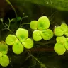 Giant Duckweed (Spirodela polyrhiza) – Fast-growing aquatic plant with large, nutrient-rich floating leaves, perfect for ponds, aquariums, and water filtration.