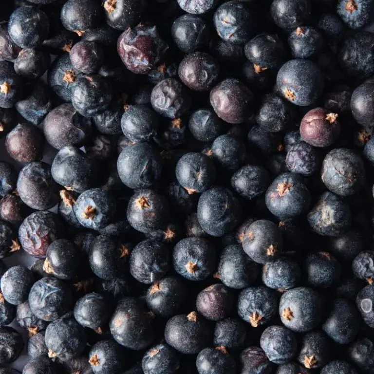 Juniper Berry Juniper Berry