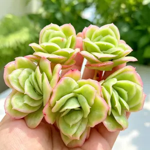 Echeveria ‘Ice Rose’ Variegated 3-3.5inches Rare Succulent Plant Bare Root | Stunning Pink & Cream Rosette | Easy Care Indoor Plant | Beginner Friendly Home Decor Gift | Collector's Succulent #Succulent #RarePlants #PlantTok #Echeveria