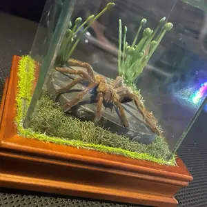 Terrarium Display Insect Arachnid with Cocoa Tarantula from Thailand Garden Decor