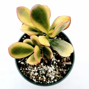 Crassula ovata 'Hummel's Sunset' Golden Jade Variegated