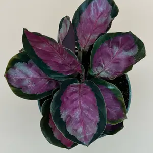 Calathea Roseopicta | 6 In. Pot | House Plant | Live Plant | Decoration