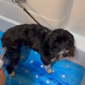 SpawMat Pet Bath Mat by PawMat