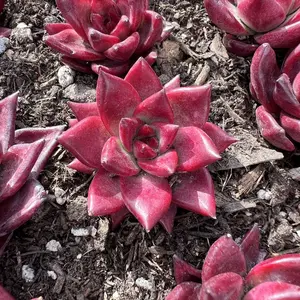 Echeveria robin Rare Succulent Live Plant Live Succulent Cactus