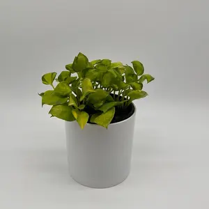 New Pothos Neon Njoy 6" pot Leaves for Indoor Home Decoration Easy Care Beginner Friendly Variegated Houseplant