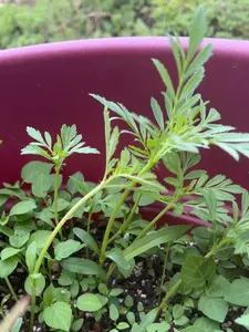 Mexican marigolds- cempasúchil- Bare root- Propagator- no soil