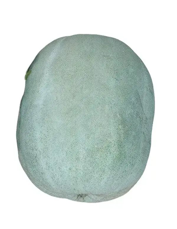 Giant Wax Gourd Seeds - Non-GMO Heirloom - Nutritive & Versatile Fruit - Ideal for Home Gardeners & Sustainable Growers - 100-120 Day Growing Period - Well-Drained Soil - pH 6.0-6.8