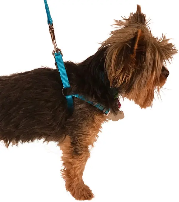 Valhoma 3924-BK-XS Adjustable Harness, Black - Extra Small - 11-14 in.