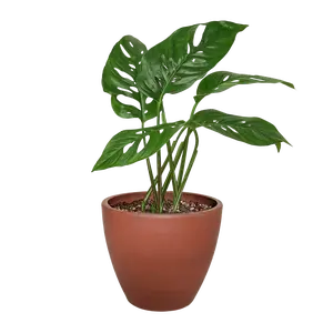 Swiss Cheese Plant Monstera Adansonii (Monstera adansonii)