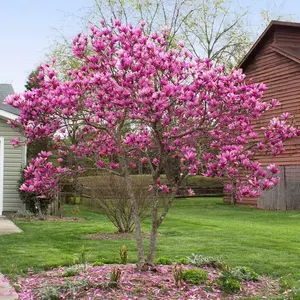 Jane Magnolia gallon pot shrub/tree