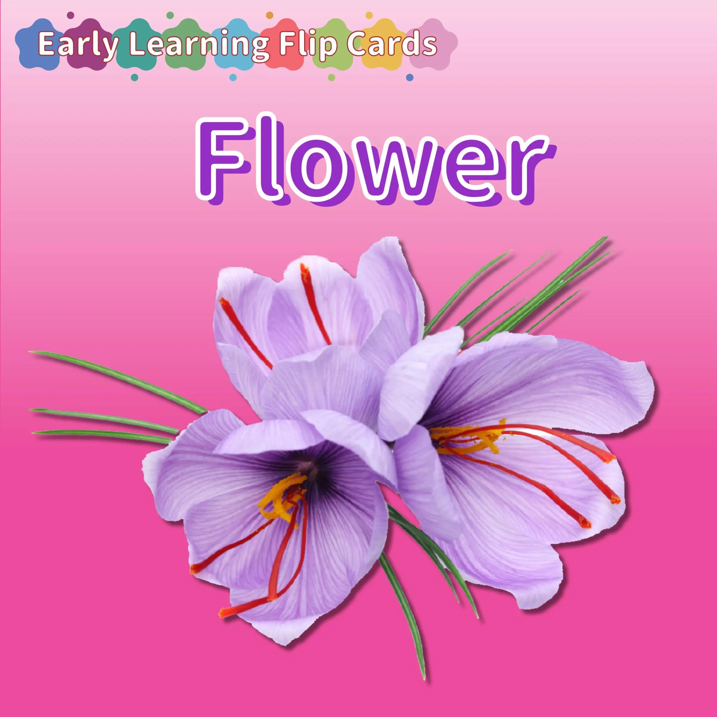 24-Theme Big Flashcard Book for Kids — Early Learning Picture Cards for First Words, Colors, Shapes, Animals, Food & Nature