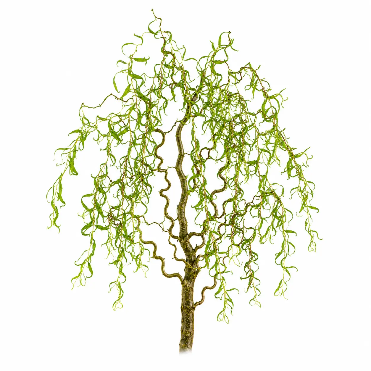 Live Curly Weeping Willow Cuttings for Planting – Fast Growing Corkscrew Willow Tree Starts – Easy to Root Twisted Branches – Hardy Shade & Privacy Tree