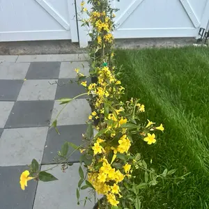 Yellow Jasmine