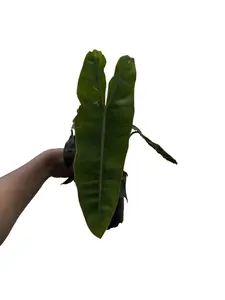 Philodendron Billietiae 4" Potted Live Plant - Philodendron Billie - Long Leaf Philodendron - Easy Care Climbing Plant - Collector's Aroid - Unique Interior Foliage - Low Maintenance - Fast Growing Houseplant