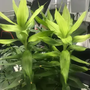 background preload poster image 