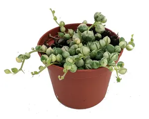 Frosted String of Pearls - Senecio t - 2.5" Pot