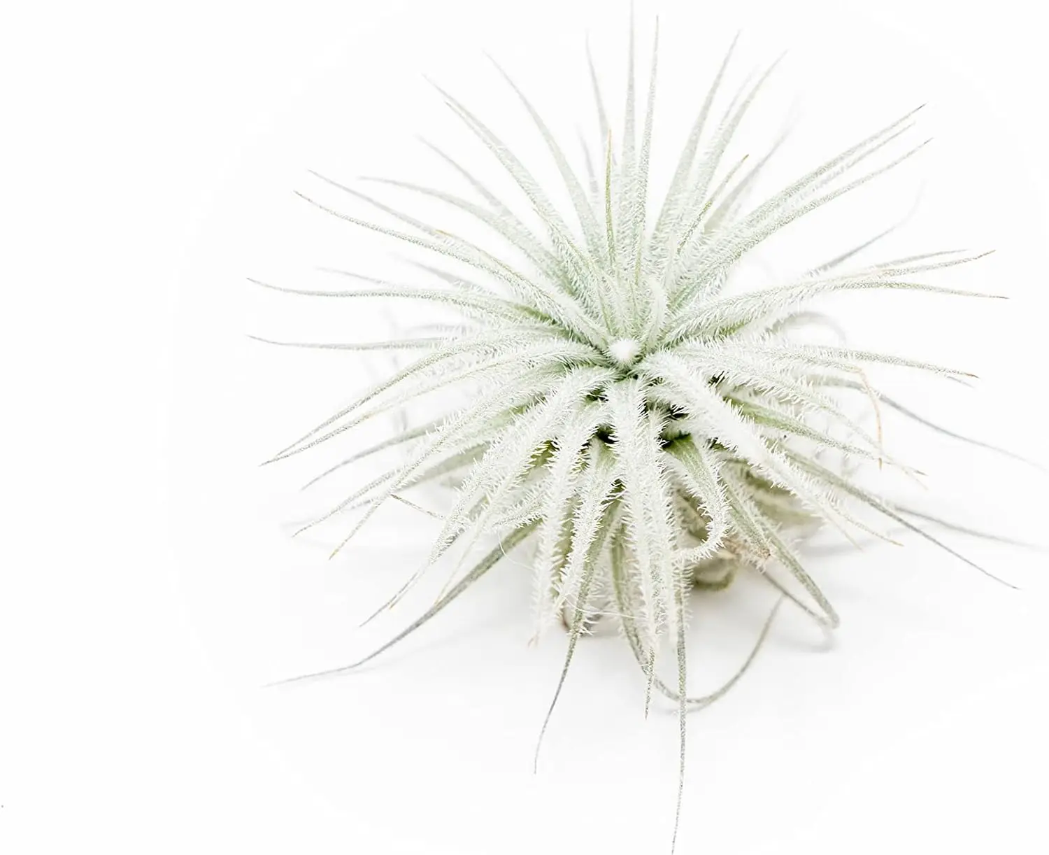 3 PCs Small Tectorum Ecuador Air Plant - Live Tillandsia Succulent House Plants - Available in Wholesale and Bulk - Home and Garden Decor - Easy Care Indoor and Outdoor Plants