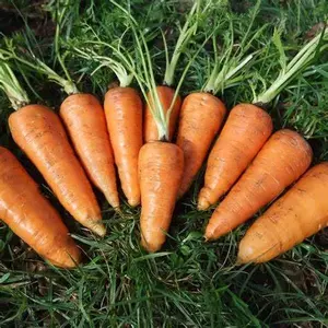 1800 Red Core Chantenay Carrot Seeds for Planting 3 Grams of Seeds Microgreens Organic Non GMO Survival