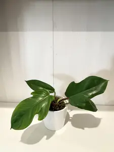 Philodendron Squamiferum - 4''