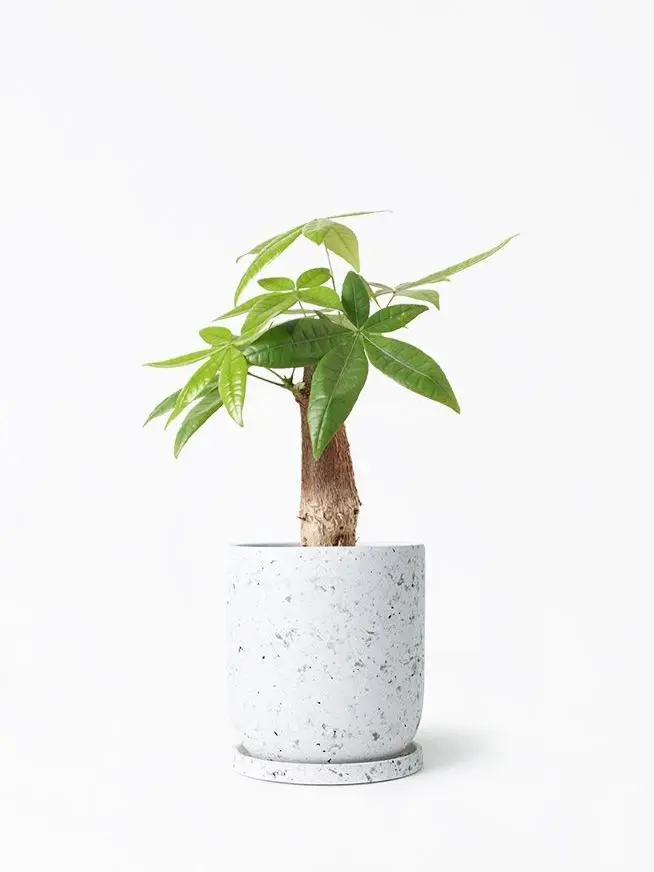 Pachira Aquatica Money Tree Live Potted Plant, Low Maintenance Low Water Indoor Houseplant for Home Decor