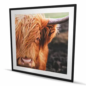 Begin Home Decor C1FM4848YY0ZD4 48 x 48 in. Portrait Highland Cow - Framed Matted Print Wall Art - Home Decor