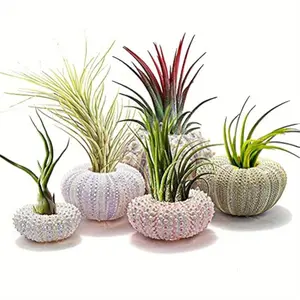 Set of 5 Miniature Sea Urchin Shells for Air Plants - Adorable Hanging Pots for Displaying Tillandsia And Succulents