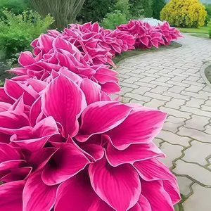Hosta Seeds for Planting – 700 Premium Pink Hosta Seeds, Non-GMO Heirloom, Attractive & Colorful Perennial Plants, Ideal for Outdoor Gardens and Indoor Bonsai Decoration