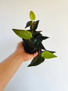 Syngonium Llano Carti Road - 4" Pot