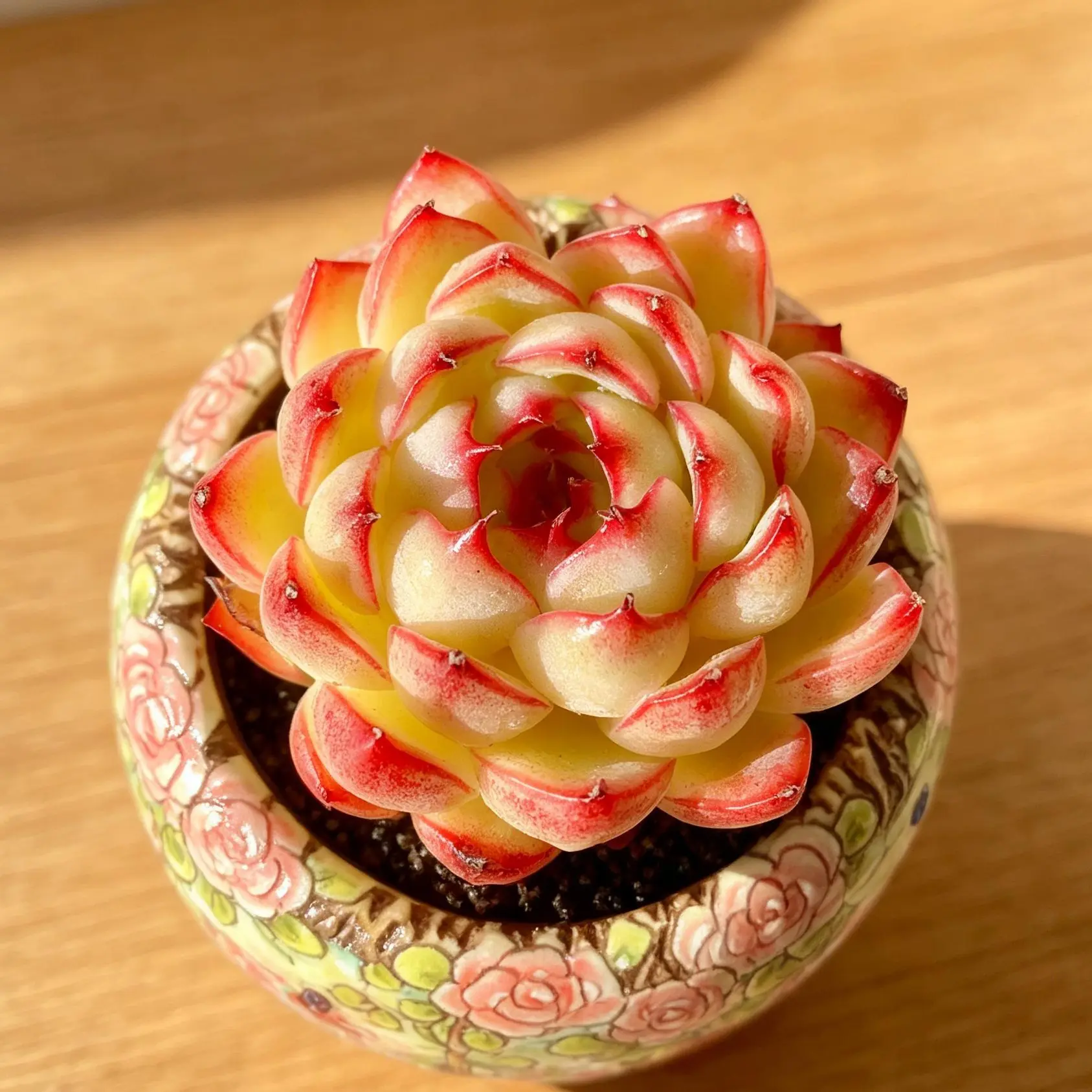 Soul Fairy Echeveria  Beautiful Colorful Succulent, Bare Root, Easy Care Plant, Perfect Gift, Home & Office Decor