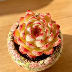 Soul Fairy Echeveria  Beautiful Colorful Succulent, Bare Root, Easy Care Plant, Perfect Gift, Home & Office Decor