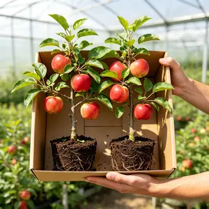 Live Apple Tree Plant – Sweet Fruit-Bearing Tree for Home Garden & Patio – Easy to Grow, Low Maintenance, Produces Delicious Edible Apples, Ideal for Outdoor Growing, Perfect Gardening Gift for Plant Lovers & Home Gardeners