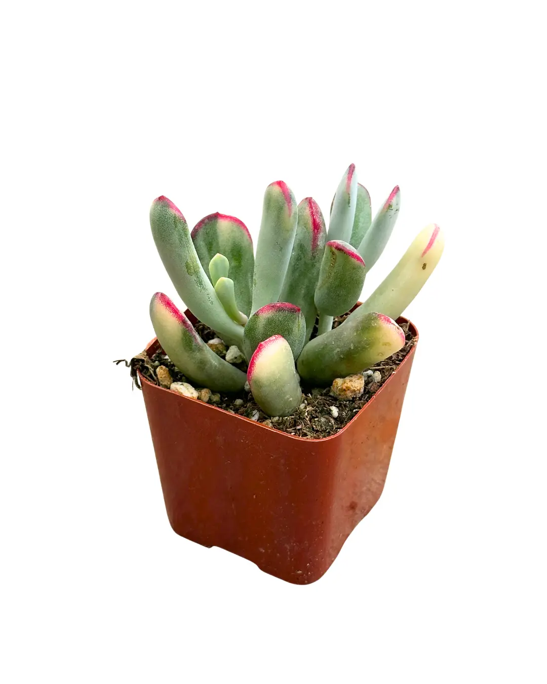 2" Variegated Pig's Ear – Cotyledon Orbiculata Variegata – Live Plant