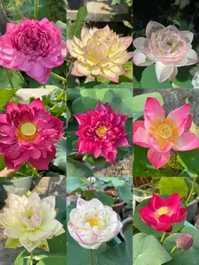 Mixed Color Double Petal Bowl Lotus Seeds (20 pcs) – Elegant Water Lilies for Your Pond