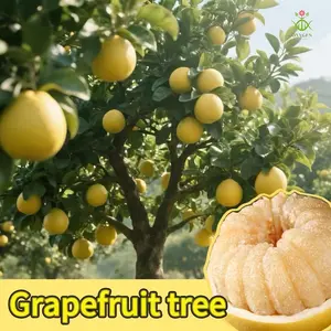 High-quality yellow-fleshed grapefruit saplings, the pulp is sweet and juicy, and they are peeled and cut now; after juicing, they can be mixed with honey skin to dry and make grapefruit sugar, which is very suitable for home garden planting.