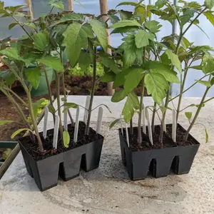 6-Cell Seed Starting Trays