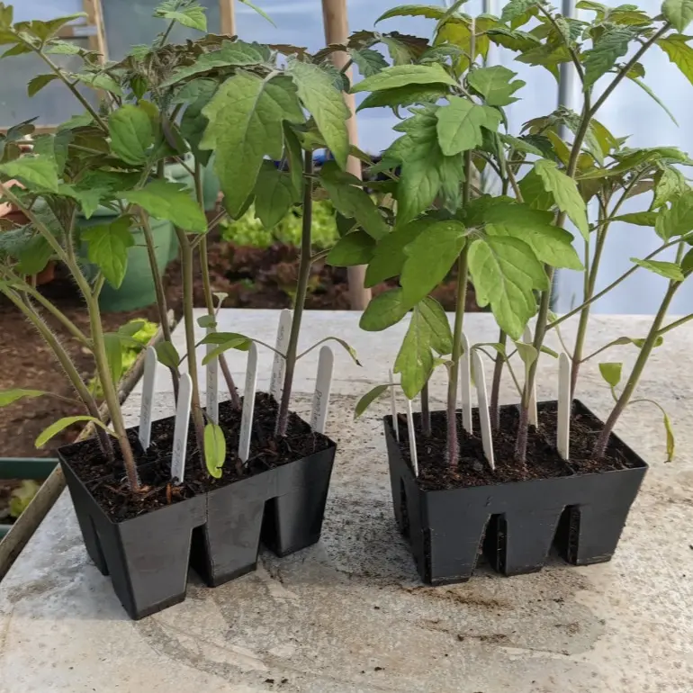 6-Cell Seed Starting Trays